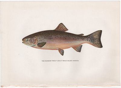 THE DOLLY VARDEN TROUT (ADULT MALE) SALVELINUS-PARKEI